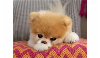 Quel réalisateur américain a mis en scène le film "Les Chiens de paille" ?