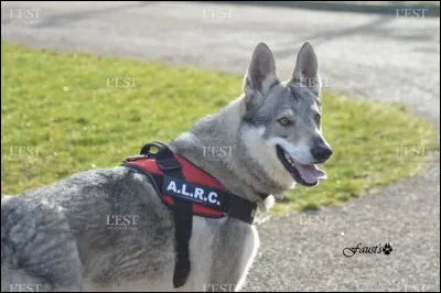 Qu'est-ce qu'un chien de première catégorie ?