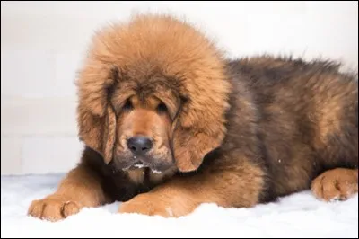 Quel est ce célèbre toutou qui donne son nom à un titre de film ?