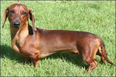 La race de chiens que nous apercevons ici se nomme Teckel.