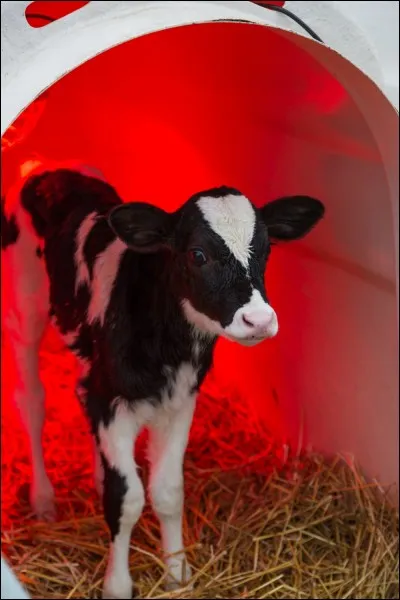 Le titre de ce film est :