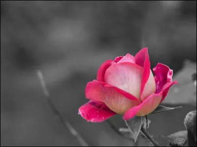 Il s'agit du long-métrage...