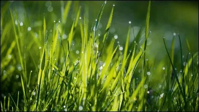 Qui porte le plus de vert dans le tome 1 ?