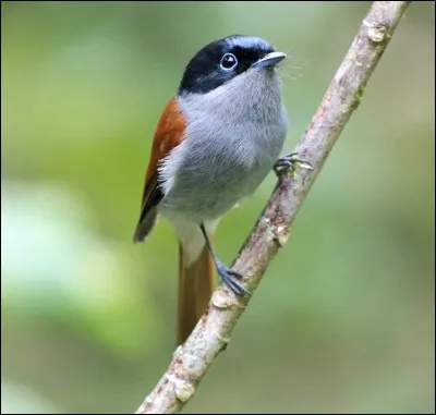 Ton pire ennemi a extrêmement peur des oiseaux, quel sortilège lui lances-tu ?