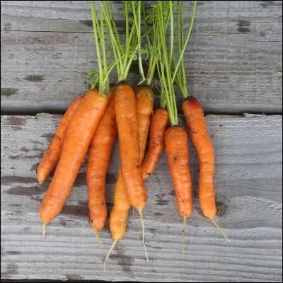 Quel est le nom de Saiyan de Goku ?