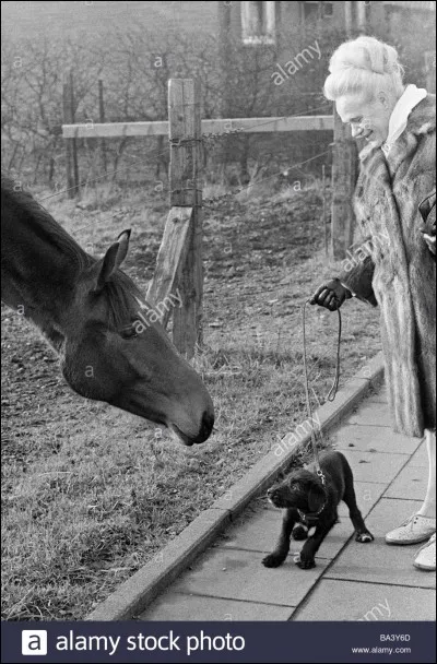 Les foyers français se sont plus souvent tournés vers le chien dans les années 1970.