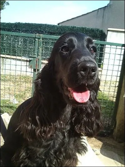 Comme son nom l'indique, le cocker anglais est d'origine anglaise.