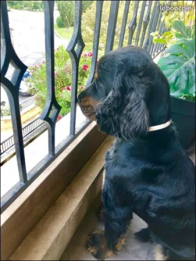 Le cocker est un chien qui a du mal à supporter la solitude.