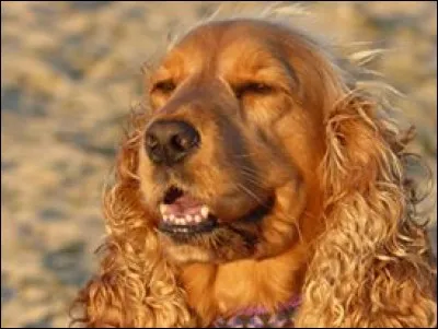 En moyenne, le cocker anglais peut atteindre l'âge de 15 ans.