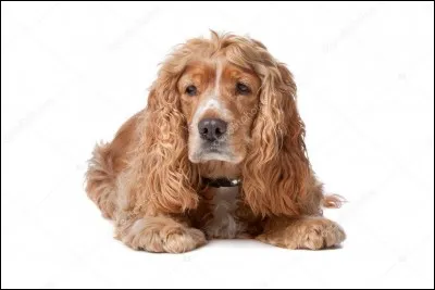 Les propriétaires de cockers anglais sont des éternels amoureux de la race.