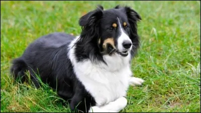 Est-ce qu'elle a un chien ?