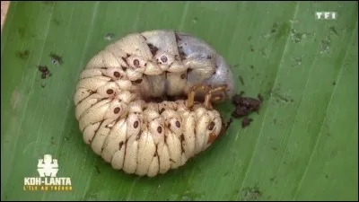 Cela fait 3 jours que tu n'as rien mangé. Soudain, tu remarques une grosse larve bien gluante qui serait bonne en guise de nourriture ! Que fais-tu ?