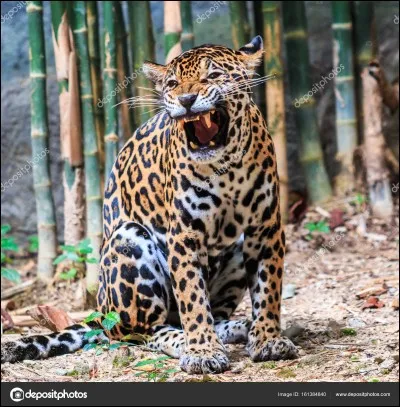 Tu te balades dans la jungle amazonienne. Soudain, tu es face à un jaguar ! Que fais-tu ?