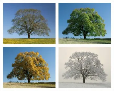 Quelle est ta saison préférée ?