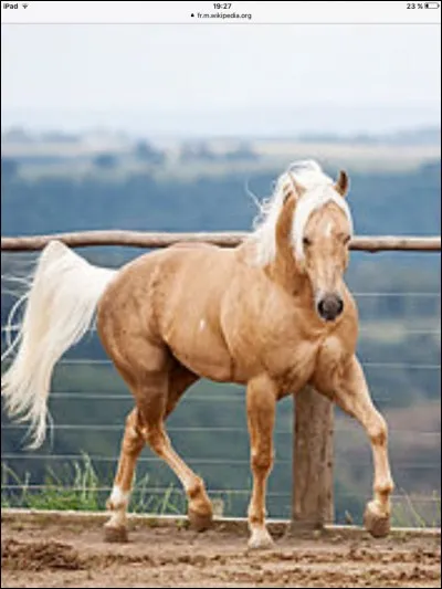 Quelle est la robe de ce cheval ?
