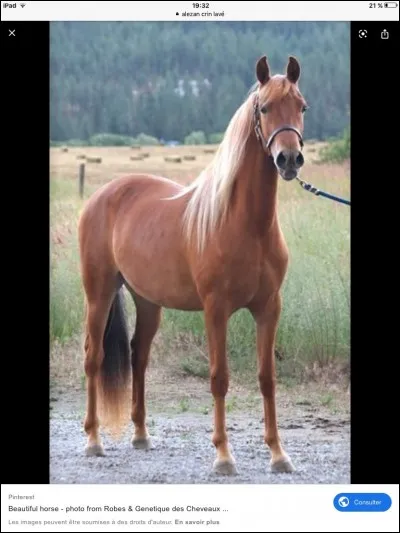 Quelle est la robe de ce cheval ?