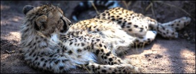 Les animaux. 
Quel est l'autre nom des ''félins'' ?