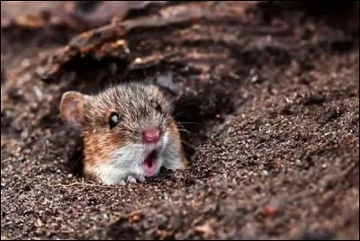 L'animal qui donne des cadeaux à Pâques est une souris.