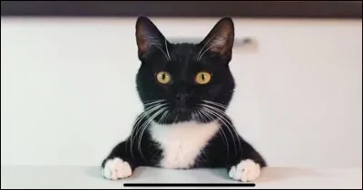 Comment s'appelle son chat ?