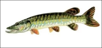 Quel est ce poisson ?