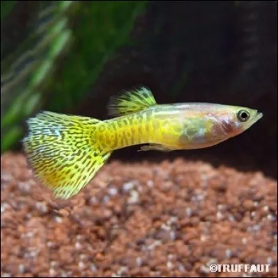 Quel est ce poisson ?