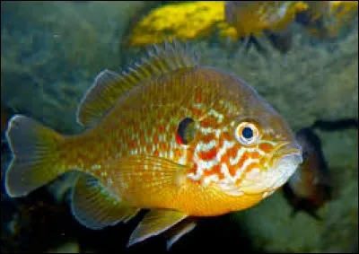 Quel est ce poisson ?