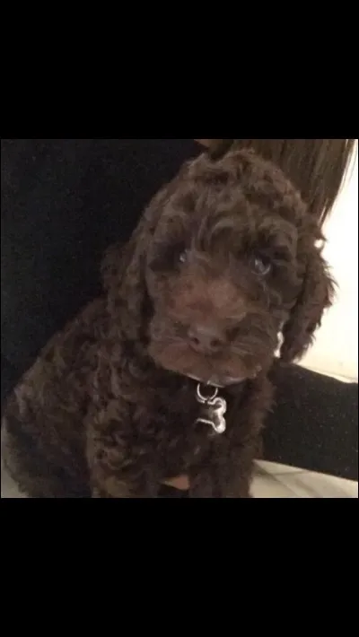 Quel personnage de la saga Harry Potter a inspiré le nom d'un de ses chiens ?