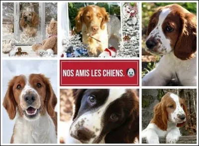 Lequel de ces trois chiens n'a pas la particularité d'avoir la langue de couleur bleue ?