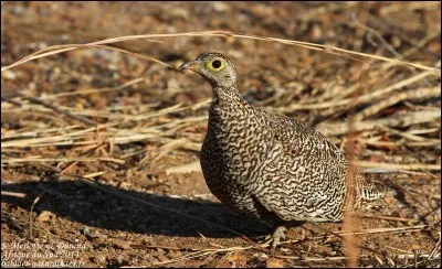 Comment s'appelle cet oiseau ressemblant étrangement à la perdrix ?