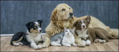 Quel est ton animal préféré ?