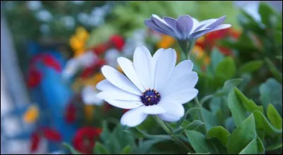 Comment dit-on "une fleur" ?