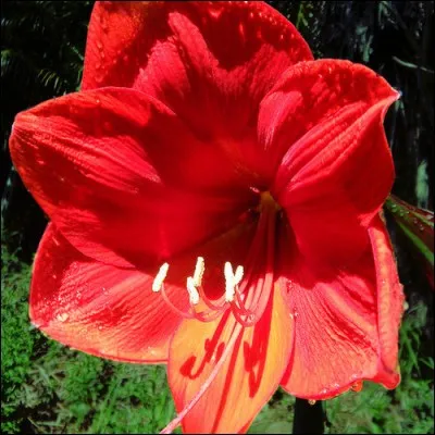 Quel est le nom de cette fleur rouge ?