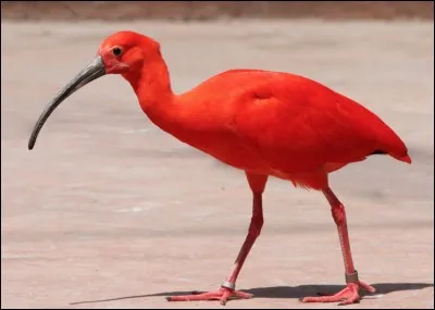 Quel est le nom de cet oiseau rouge ?