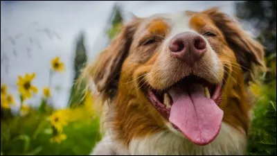 Qu'est-ce qu'un patou ?