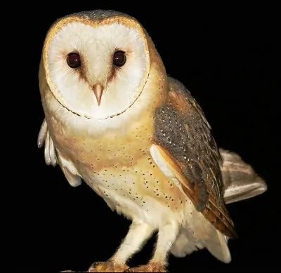 De qui la chouette est-elle l'animal de compagnie ?