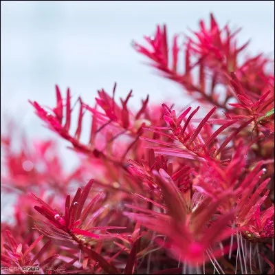 Qui est la déesse du mariage ?