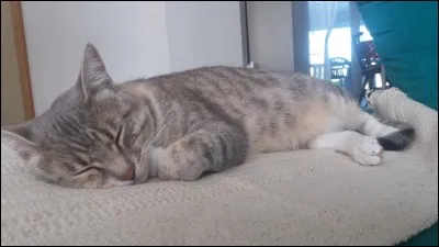 Et enfin, quel est ton animal préféré ?