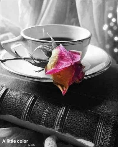 Qui est l'auteur du livre "La Rue Cases-Nègres" ?