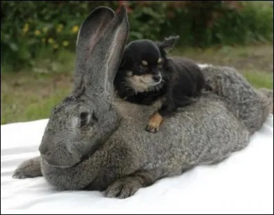 Quelle est cette race de lapin ?