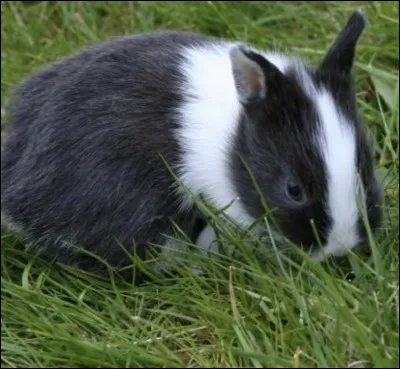 Quelle est la race de ce lapin ?