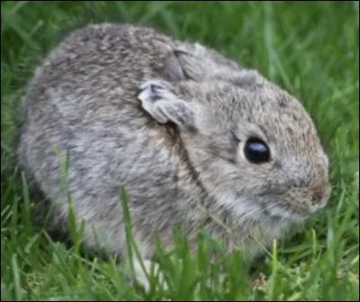 Quelle est la race de ce lapin ?