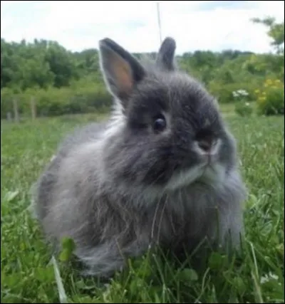 Quelle est la race de ce lapin ?