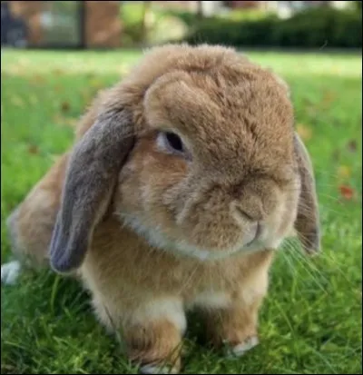 Quelle est la race de ce lapin ?