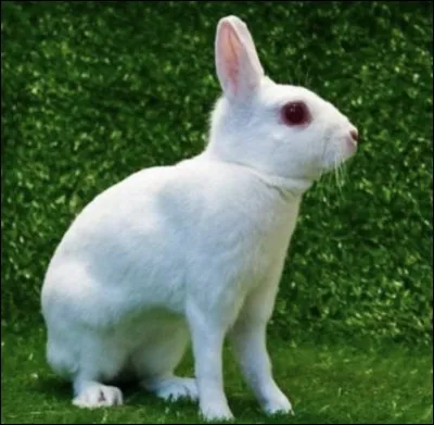 Quelle est la race de ce lapin ?