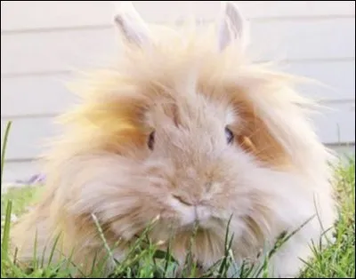 Quelle est cette race de lapin ?
