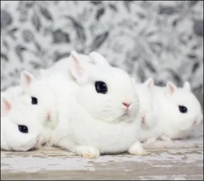 Quelle cette race de lapin ?