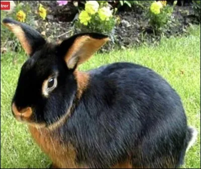 Quelle est cette race de lapin ?