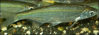 La statue de Balzac qui se trouve boulevard Raspail à Paris est une &oelig;uvre de...