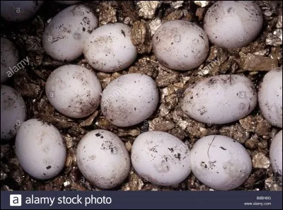 "L'Oeuf du serpent" est un long-métrage réalisé par Ingmar Bergman.