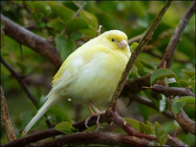 Quel est le nom de cet oiseau au plumage jaune ?